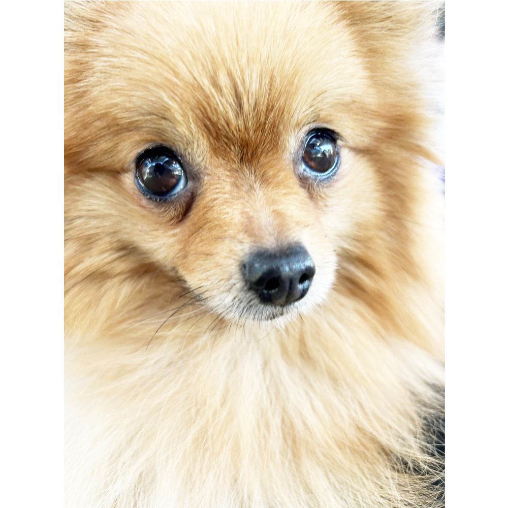 生徒が撮影したモデル犬④
